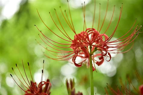 彼岸花開花|見ごろの時期は？都内＆東京近郊の「彼岸花」名所8。